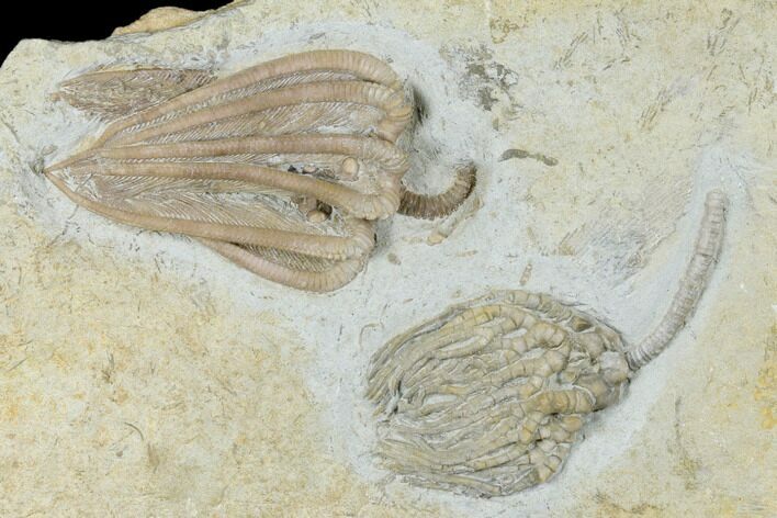 Two Fossil Crinoids (Cyathocrinites & Agaricocrinus) - Indiana #176826